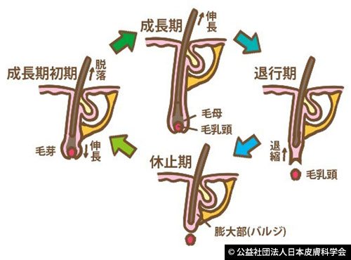 公益社団法人 日本皮膚科学会による毛周期の図